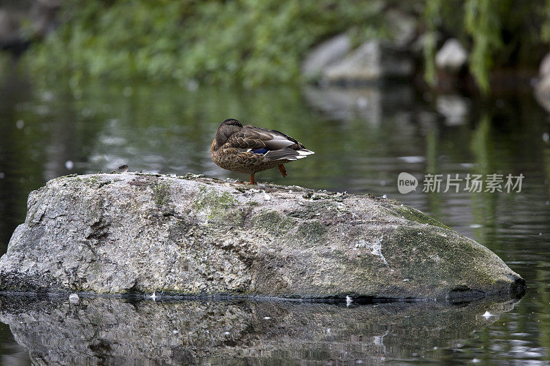 野鸭(Anas Platyrhynchos)